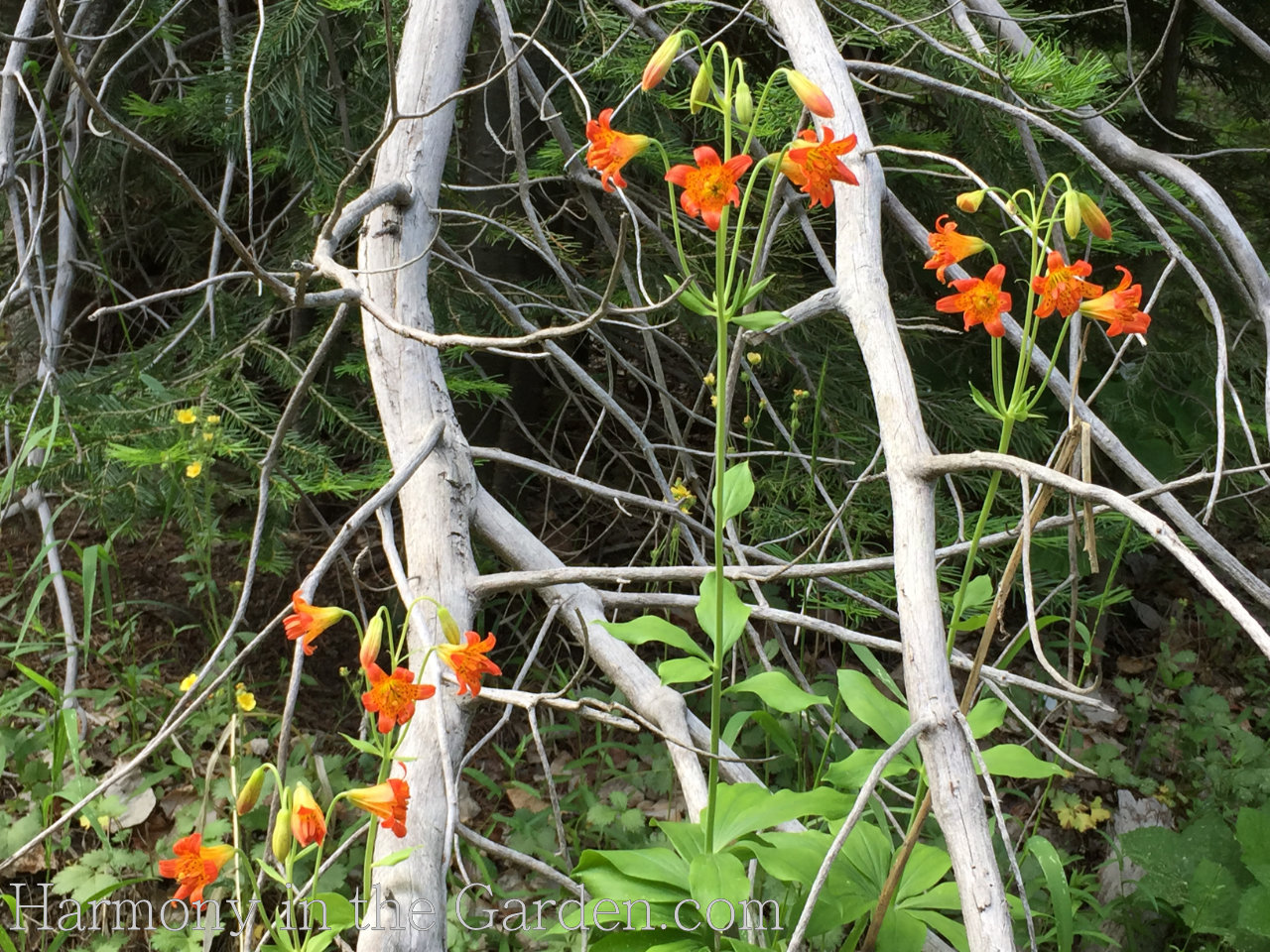 Tiger Lily