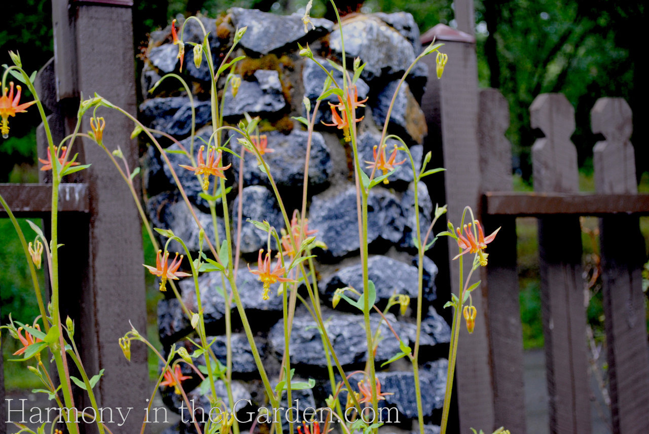 aquilegia formosa