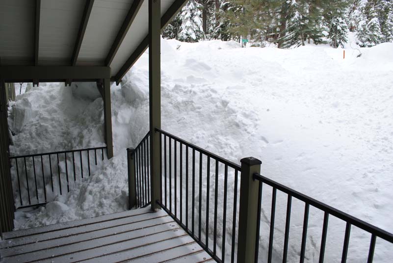 Our front garden absolutely smothered