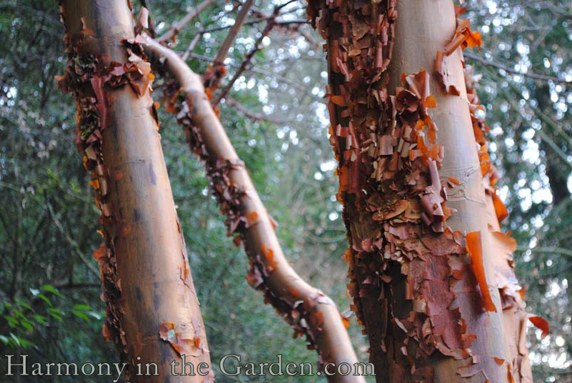 Acer griseum (Paperbark Maple)