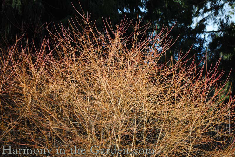 Cornus sanguinea 'Midwinter Fire'