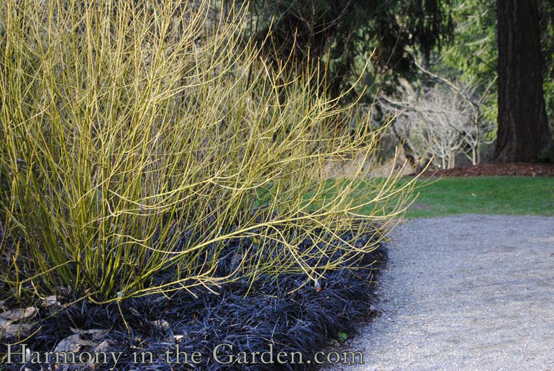 Cornus stolonifera 'Flaviramea'