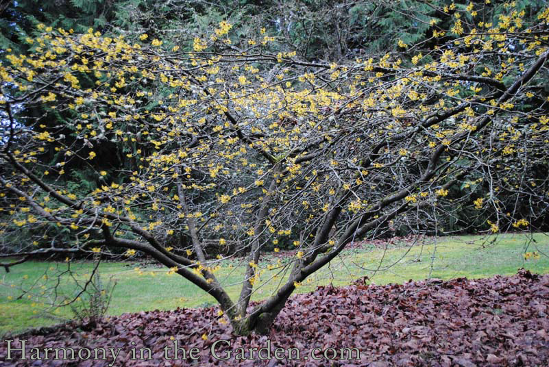 witch hazel in a winter garden