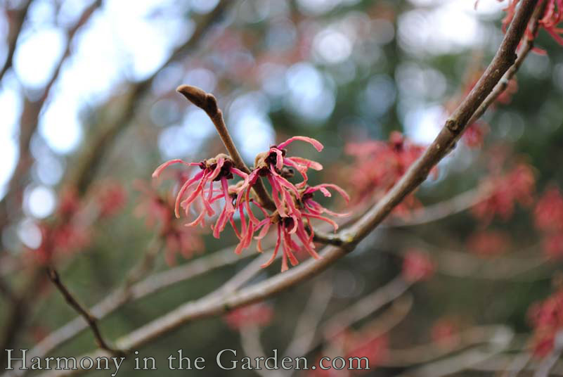 witch hazel in a winter garden