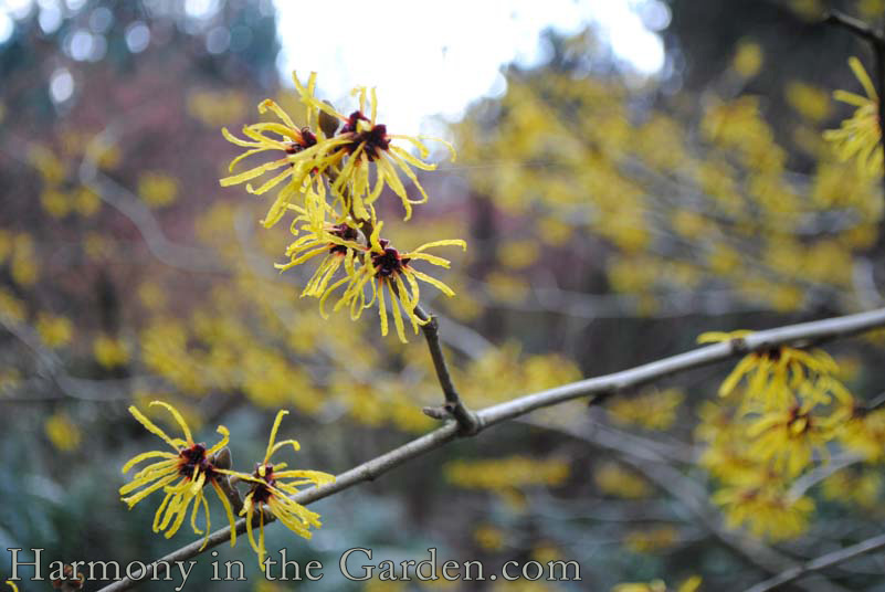 witch hazel in a winter garden