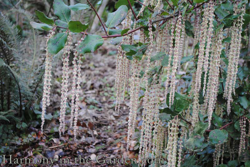 Garrya 'Pat Ballard' in the winter garden