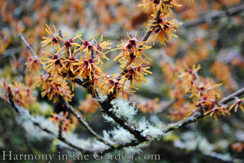 Hamamelis intermeda in a winter garden