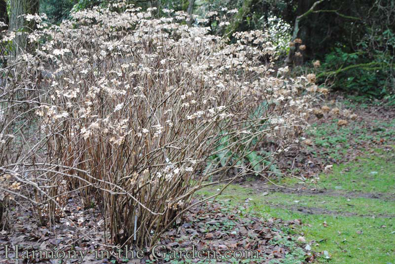 Hydrangea aspera Sargentia copy