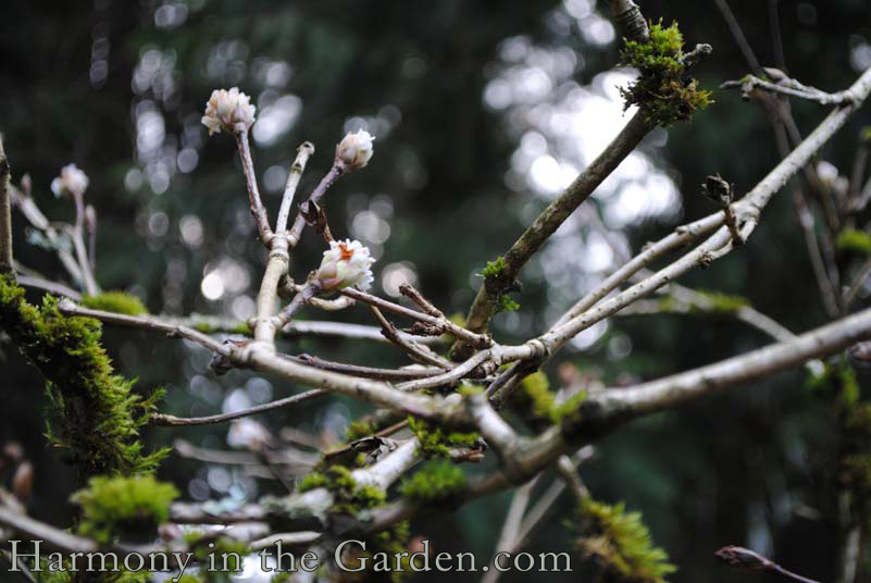 Viburnum foetens 