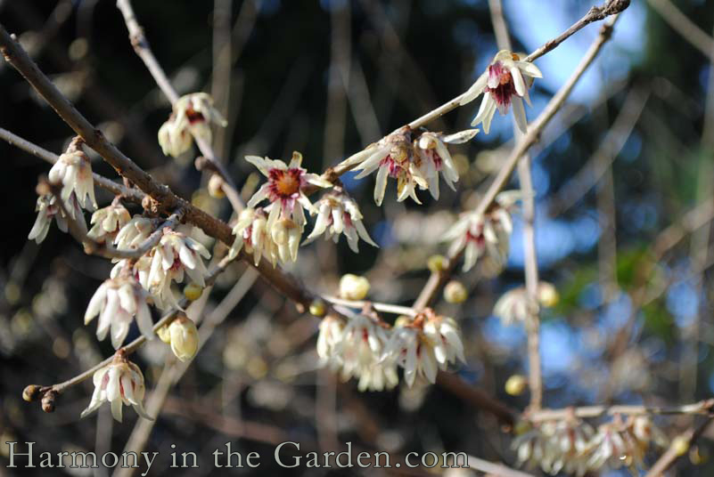 Chimonanthus praecox (Wintersweet)