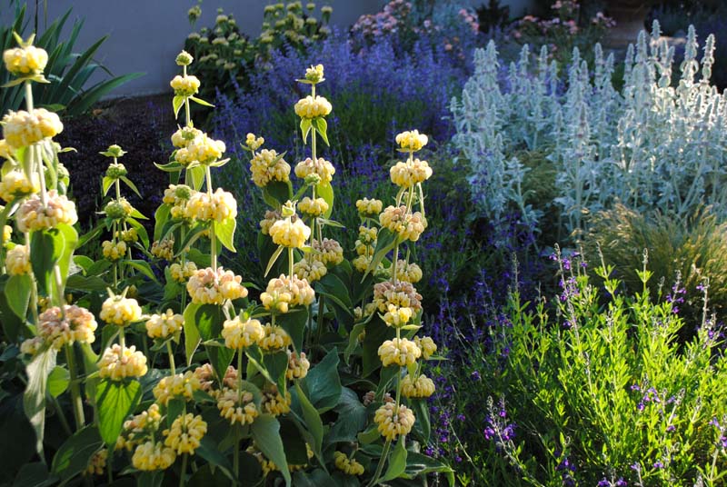 ball-shape flowers