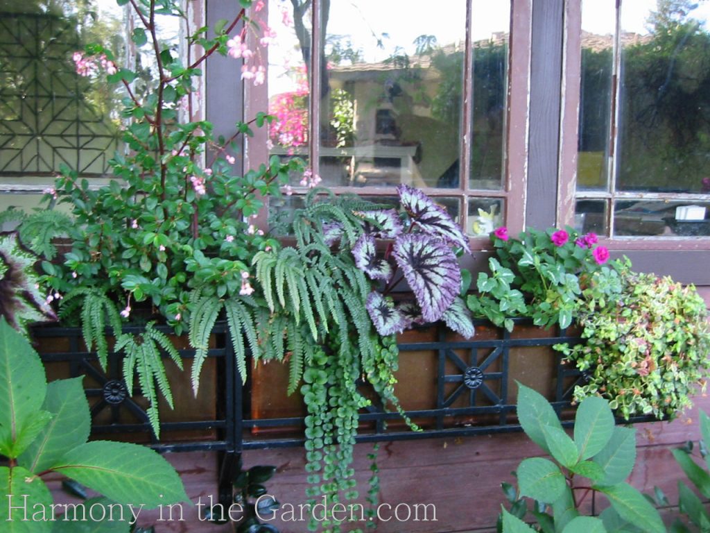 shady window box design