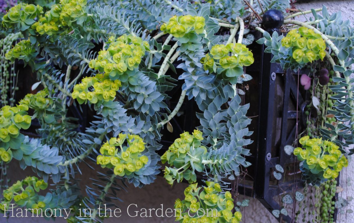 succulents in window box