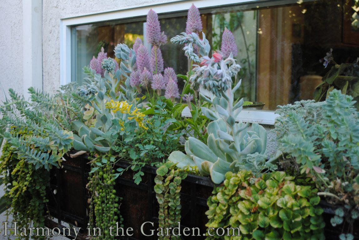 window box design