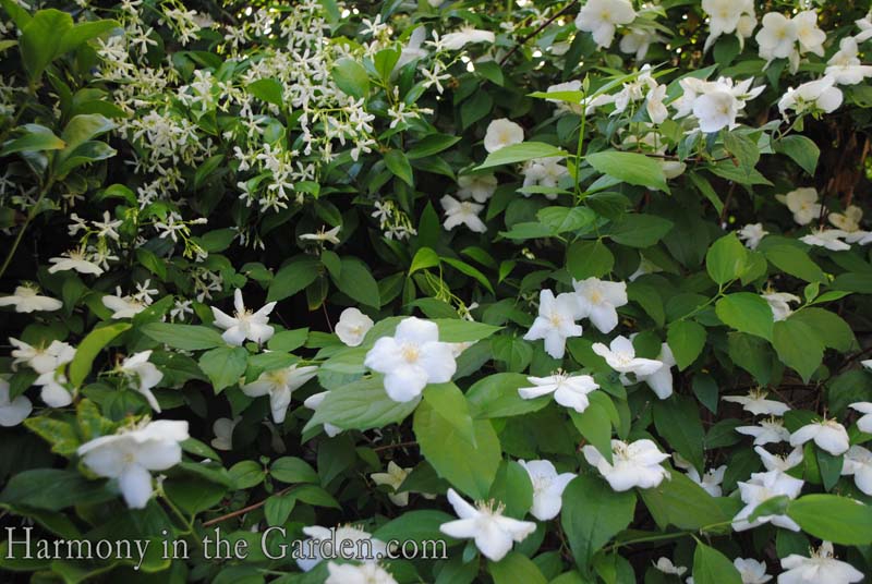 Star Jasmine (Trachelospermum jasminoides) and Philadelphus Star Jasmine