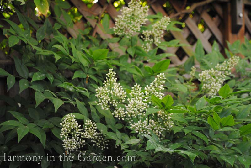 Nandina flowers Nandina