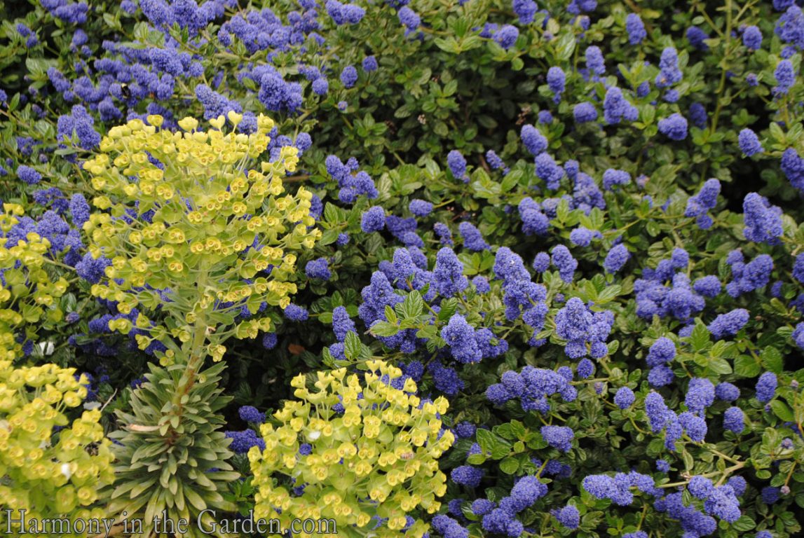 euphorbia euphoria