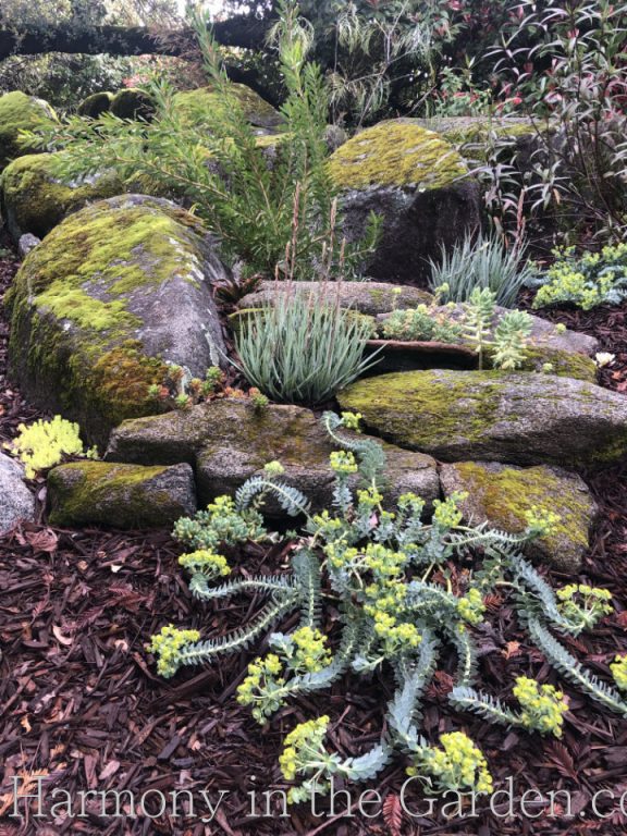 euphorbia euphoria