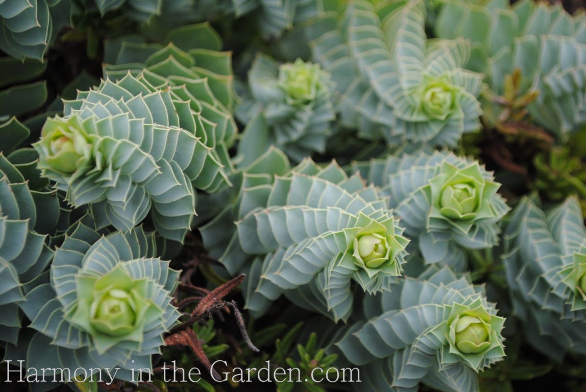 euphorbia euphoria