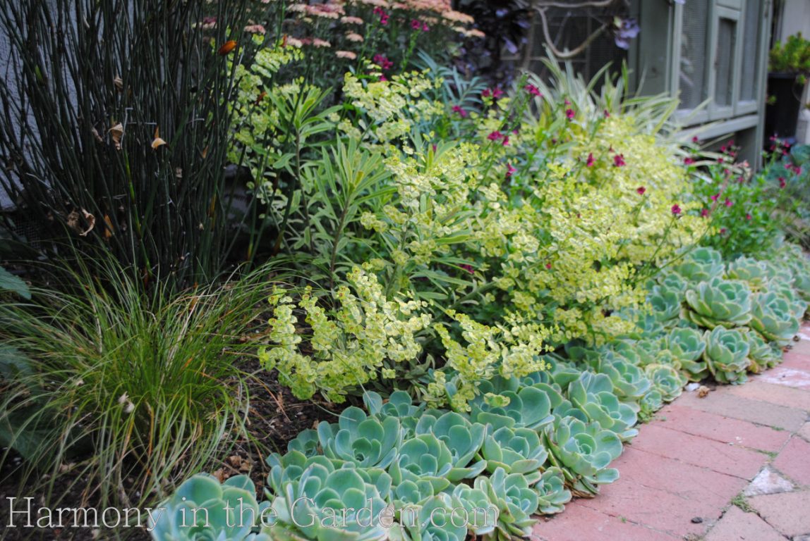 euphorbia and succulents