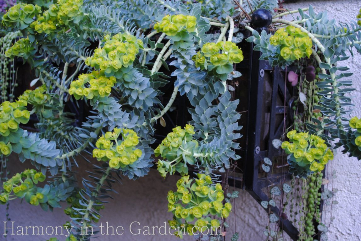 euphorbia euphoria