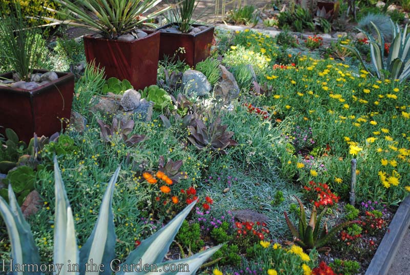 Mixed Planter Filler w/Grasses, Succulents, Vines – New Growth Designs