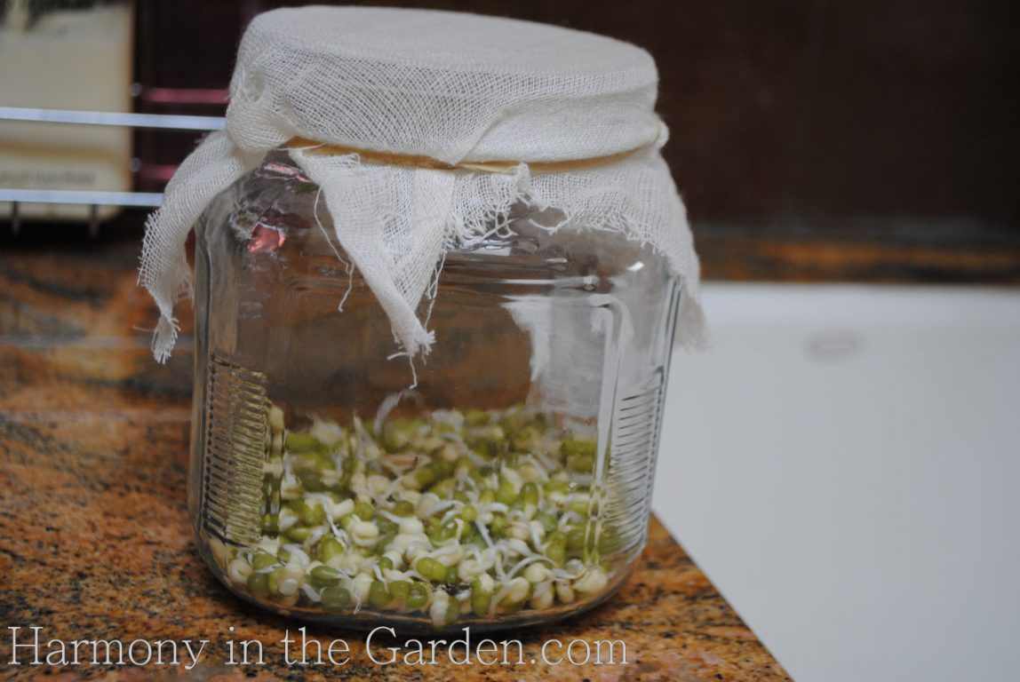Growing your own bean sprouts - Harmony in the Garden