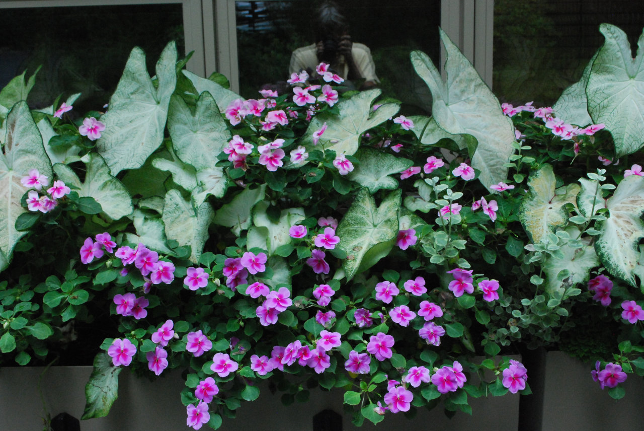 Image of Caladiums companion plant for tree ferns