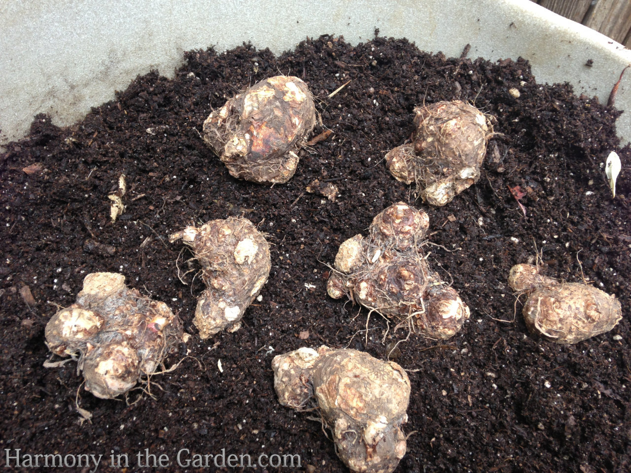 Caladiums