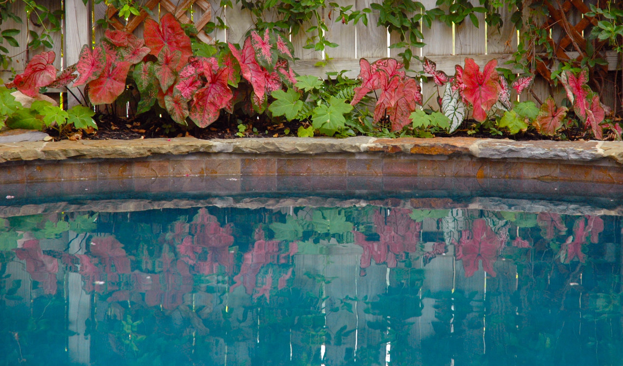 Caladiums