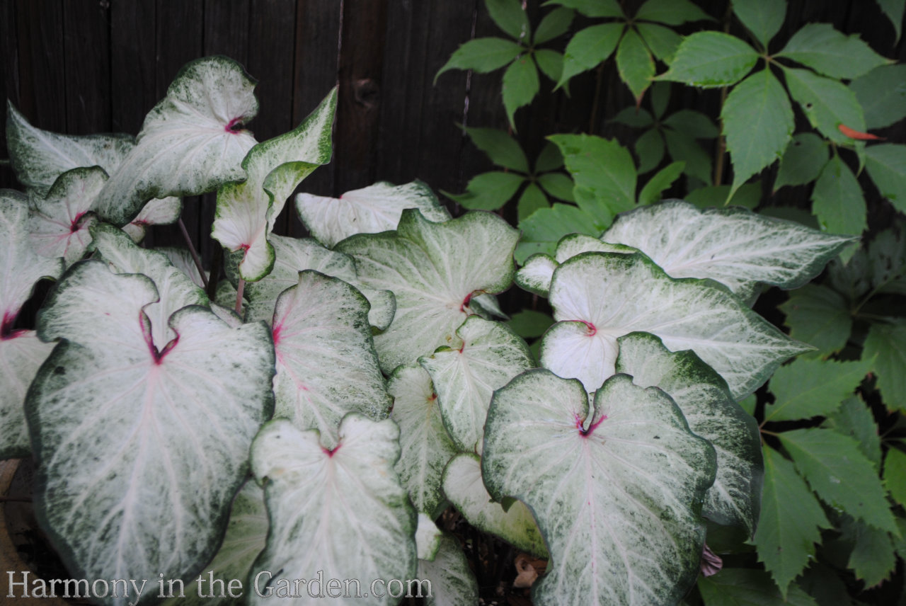 Caladiums