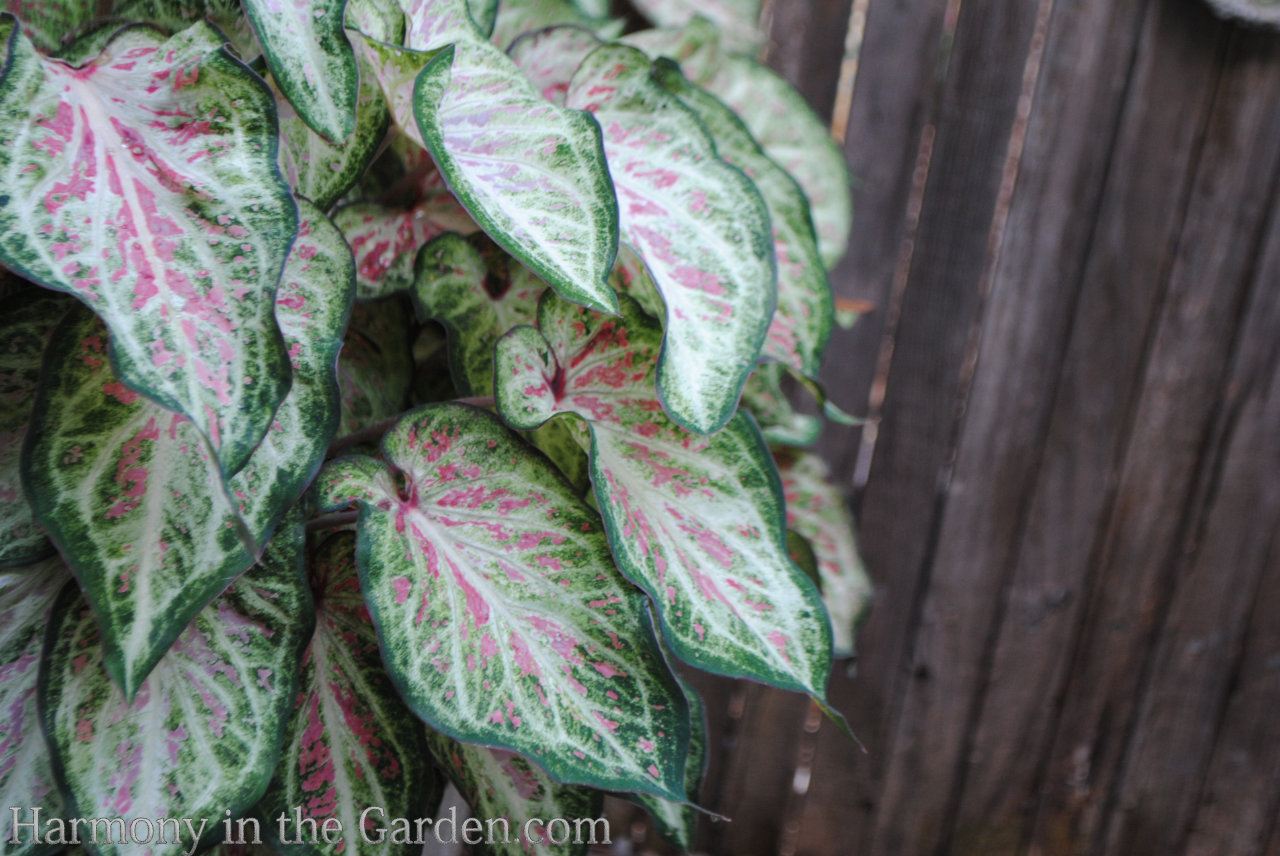 Caladiums