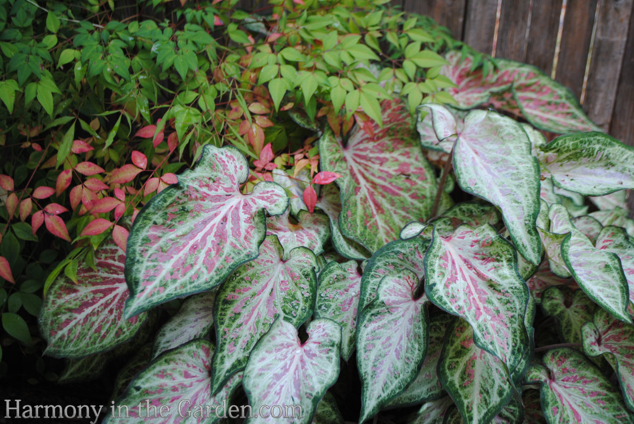 Caladiums