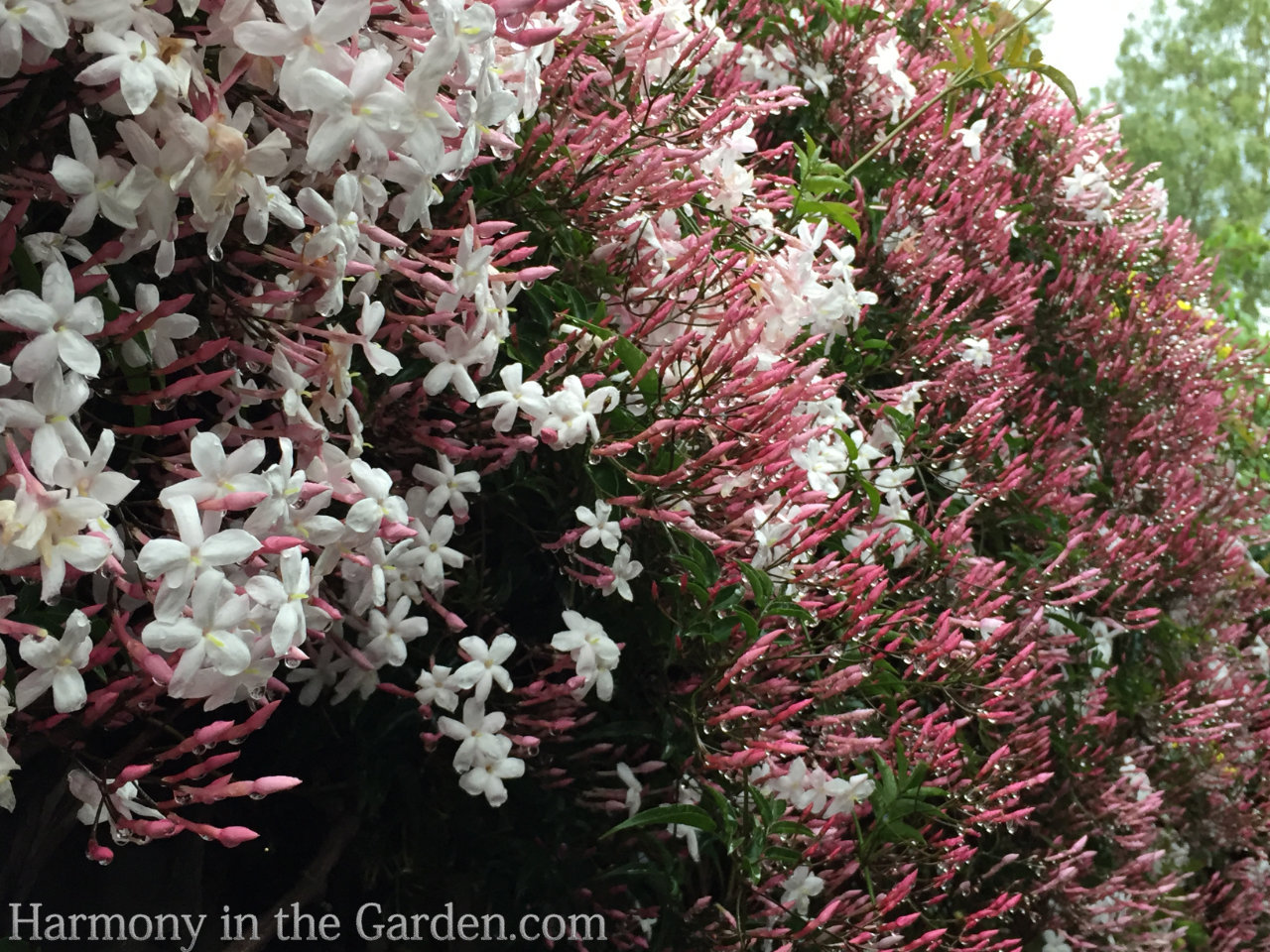 Transforming a side yard