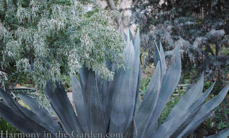 no-lawn front garden