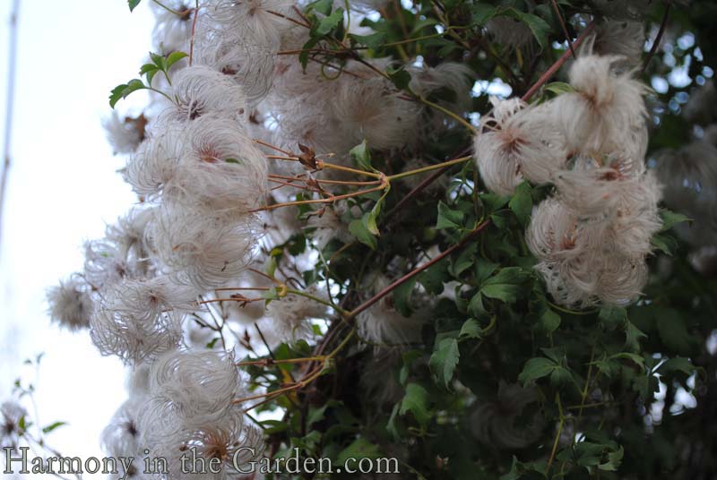 Clematis seed heads