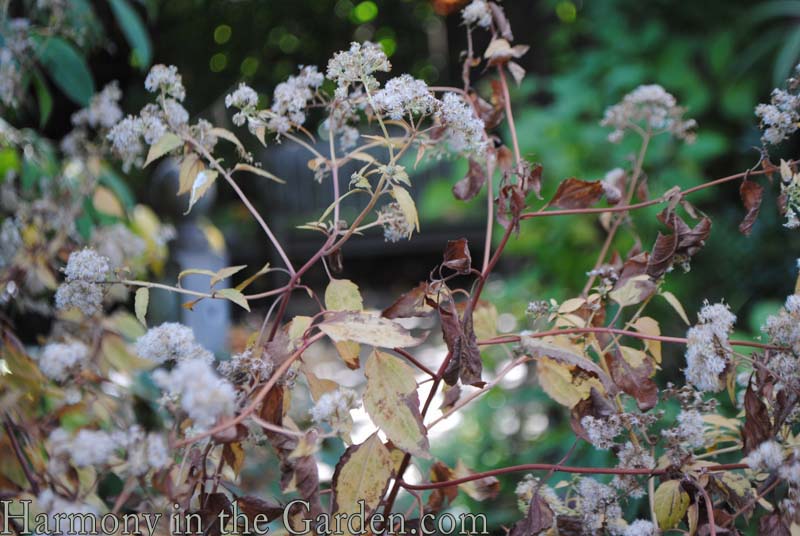 Eupatorium rugosum 'Chocolate'