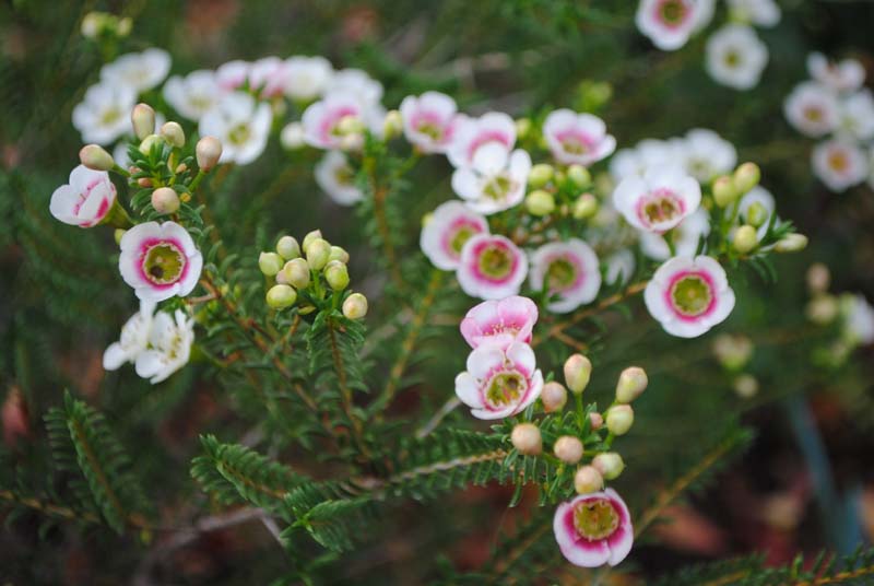 Chamelaucium 'Mathilda'