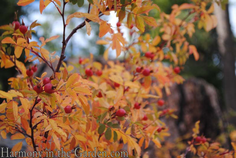 Gooseberries