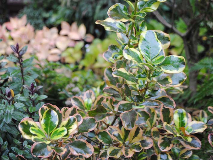 Coprosma 'Pink Splendor'