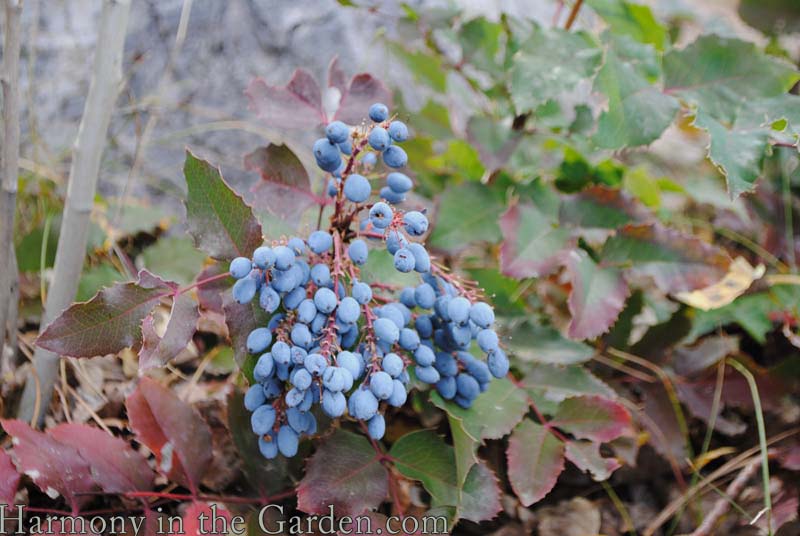 Mahonia