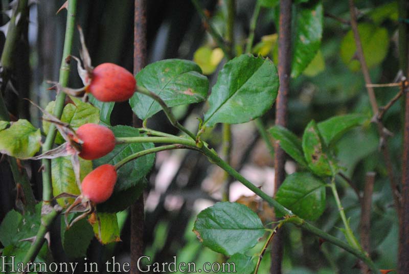 rose hips