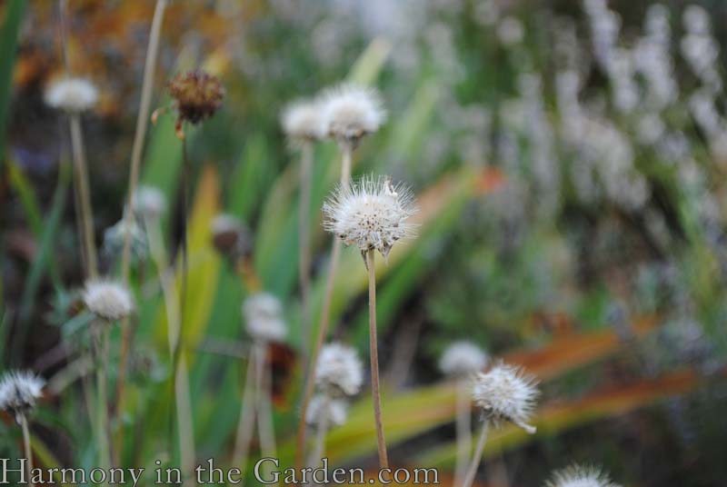 Ratibida columnifera (Mexican Hats)