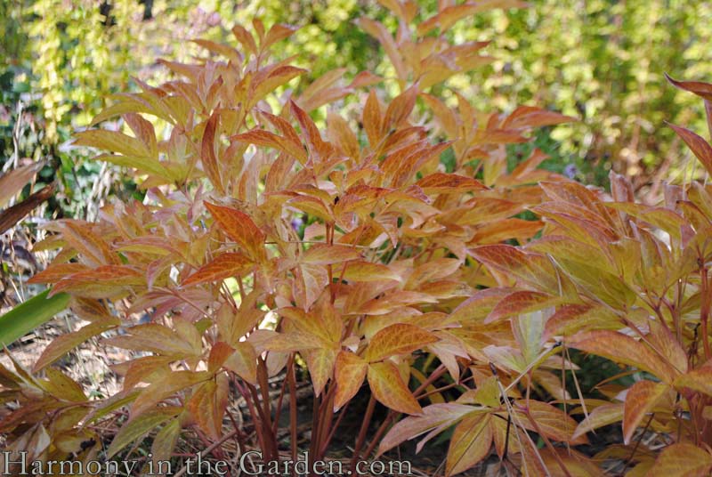 Peony foliage