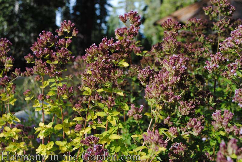 Oregano flowers