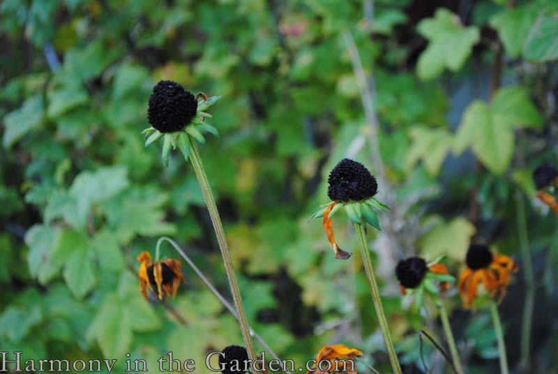 Rudbeckia