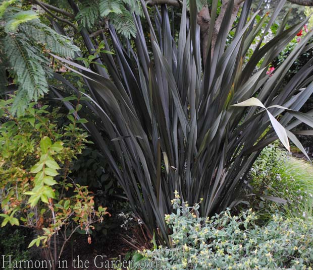 phormium 'Bronze Baby'