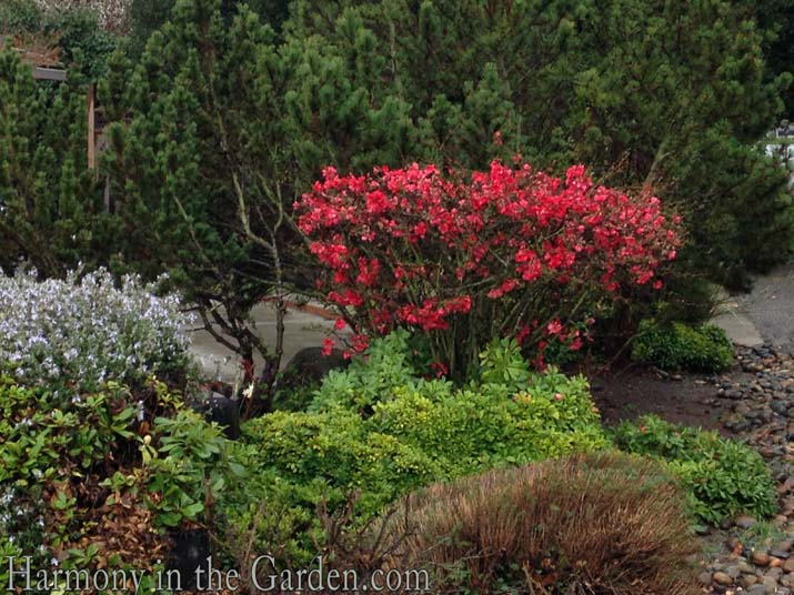 Spring's One-Hit Wonders: Flowering Quince, Forsythia & Spirea ...