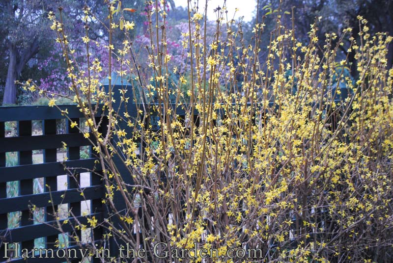 Spring's One-Hit Wonders: Flowering Quince, Forsythia & Spirea ...