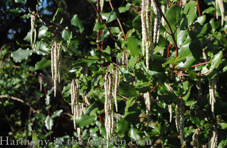 Garrya issaquahensis